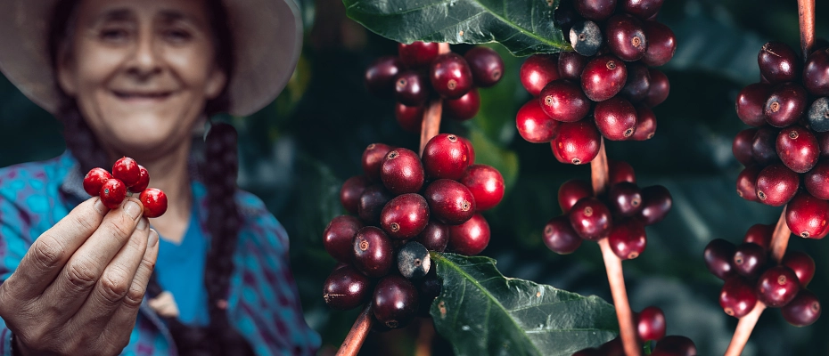 Café Organico 